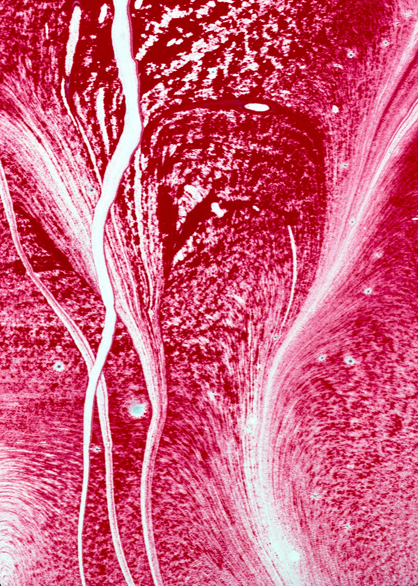 Beanie: H Color Toluidine Red Dispersing in Croom Acylic House Paint