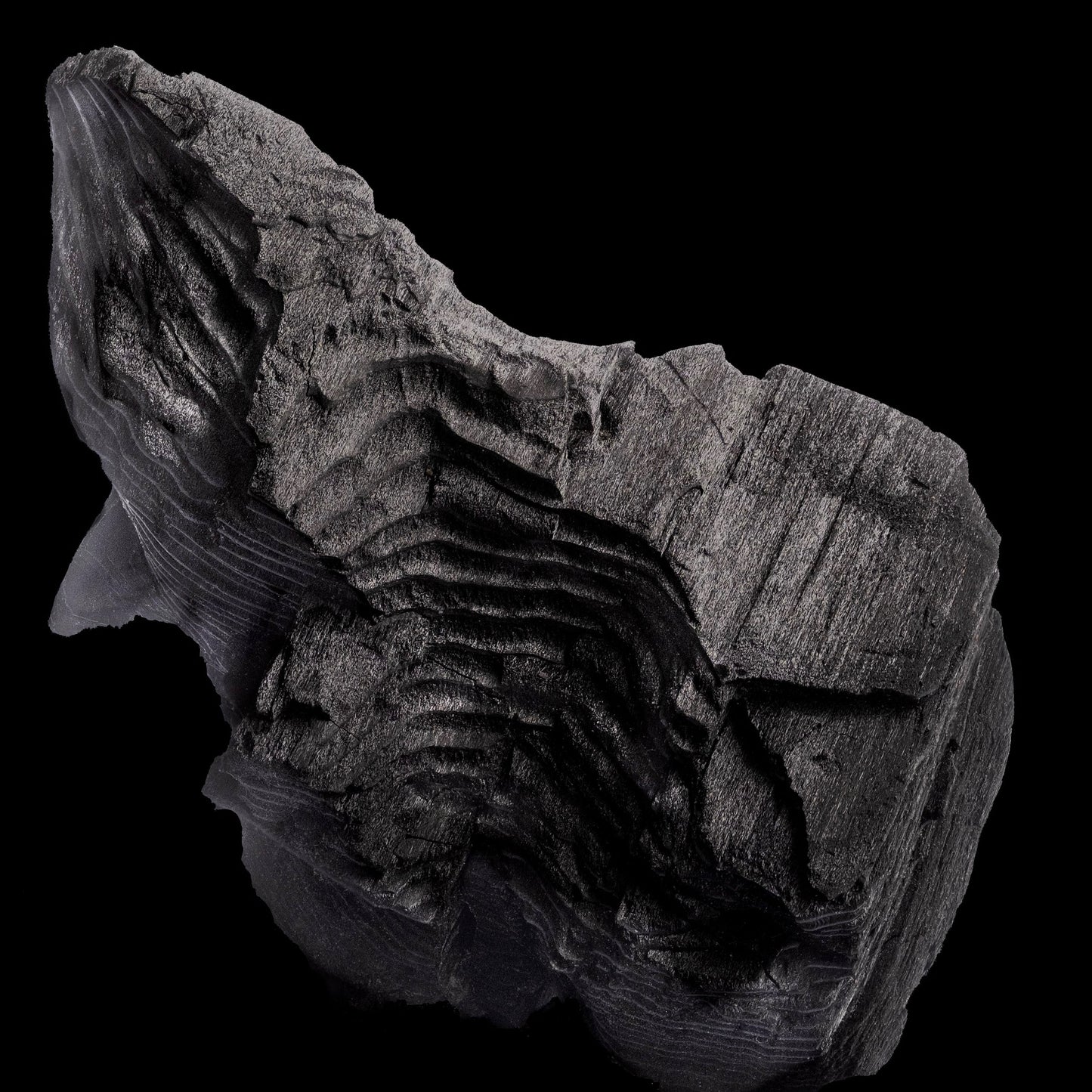 Cushions: Charcoal formed approximately 50,000 years ago when lava from a Washington State volcano engulfed tree, carbonizing it.