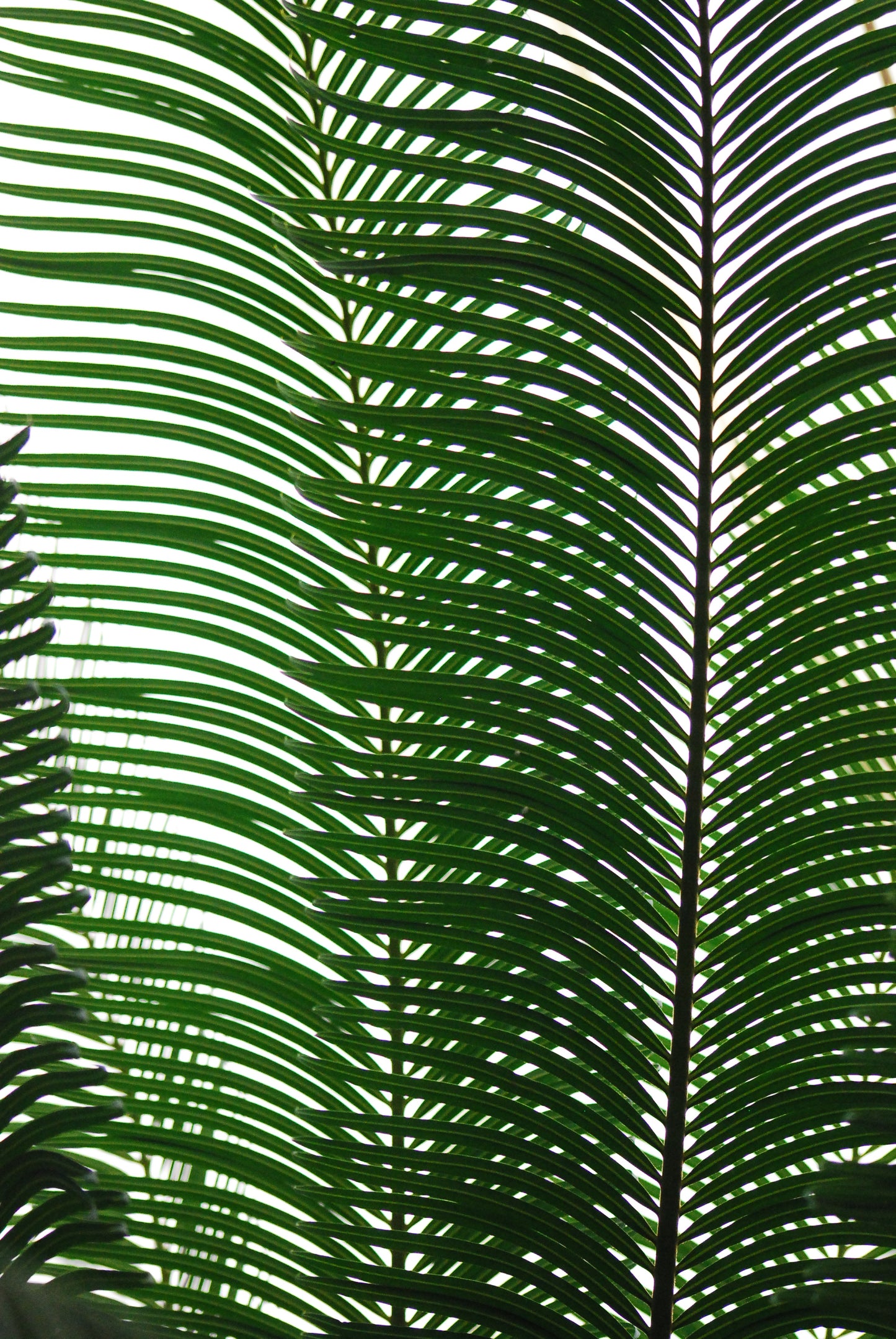 Beanie : Fern at NC Zoo (3)