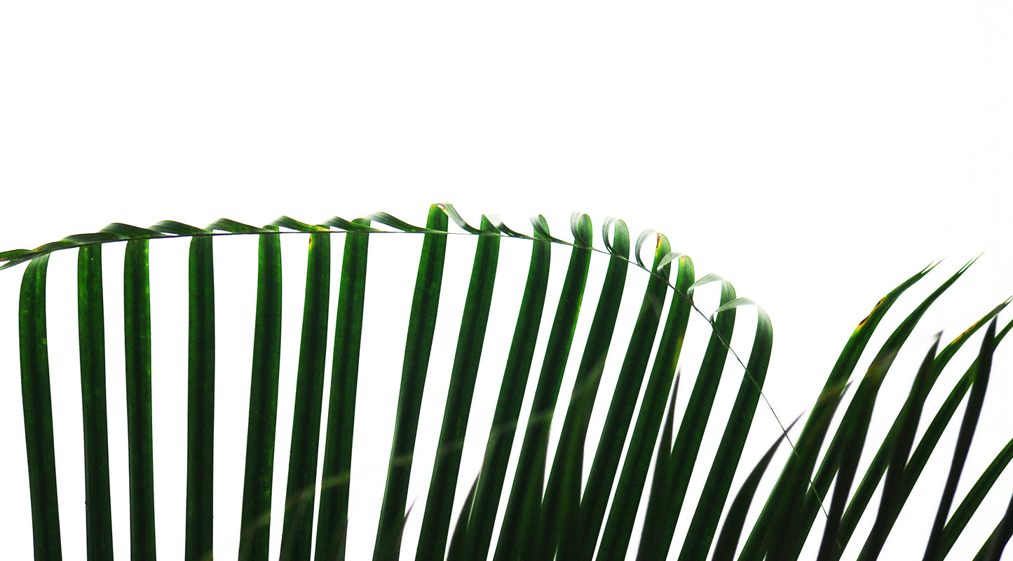 Beanie : Fern at NC Zoo (3)